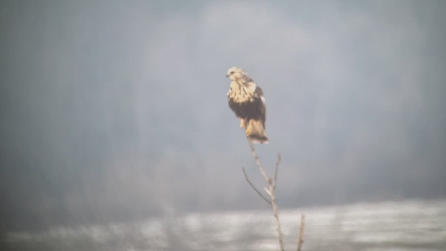 Rough-legged Hawk - ML517952891