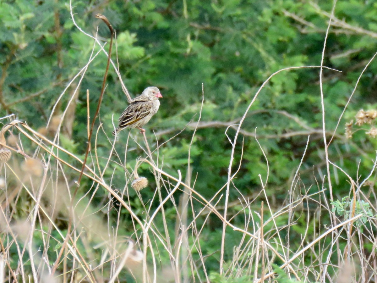 Red-billed Quelea - Michael & Lisa Sorenson