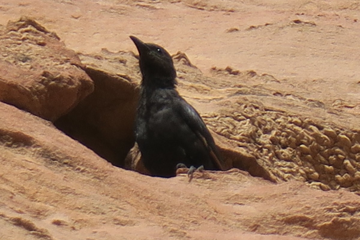 klippestær - ML517954161