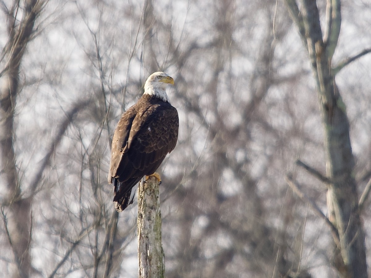 Bald Eagle - ML517954221