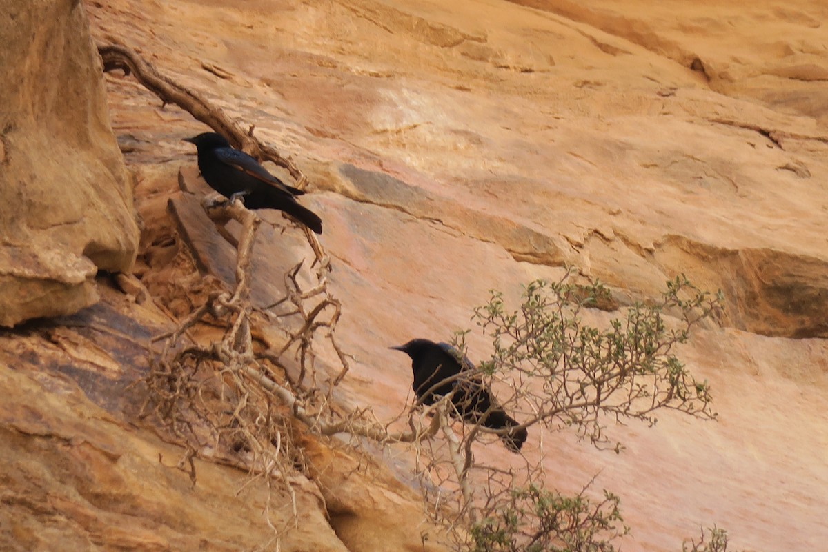 klippestær - ML517954741