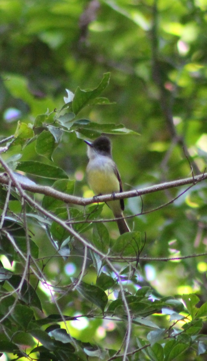 Dusky-capped Flycatcher - ML517954911