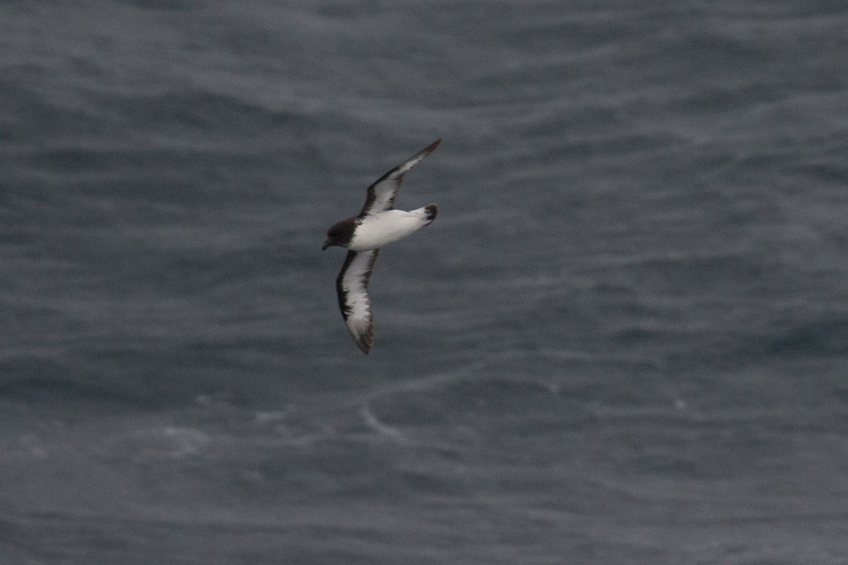 Cape Petrel - ML517955401