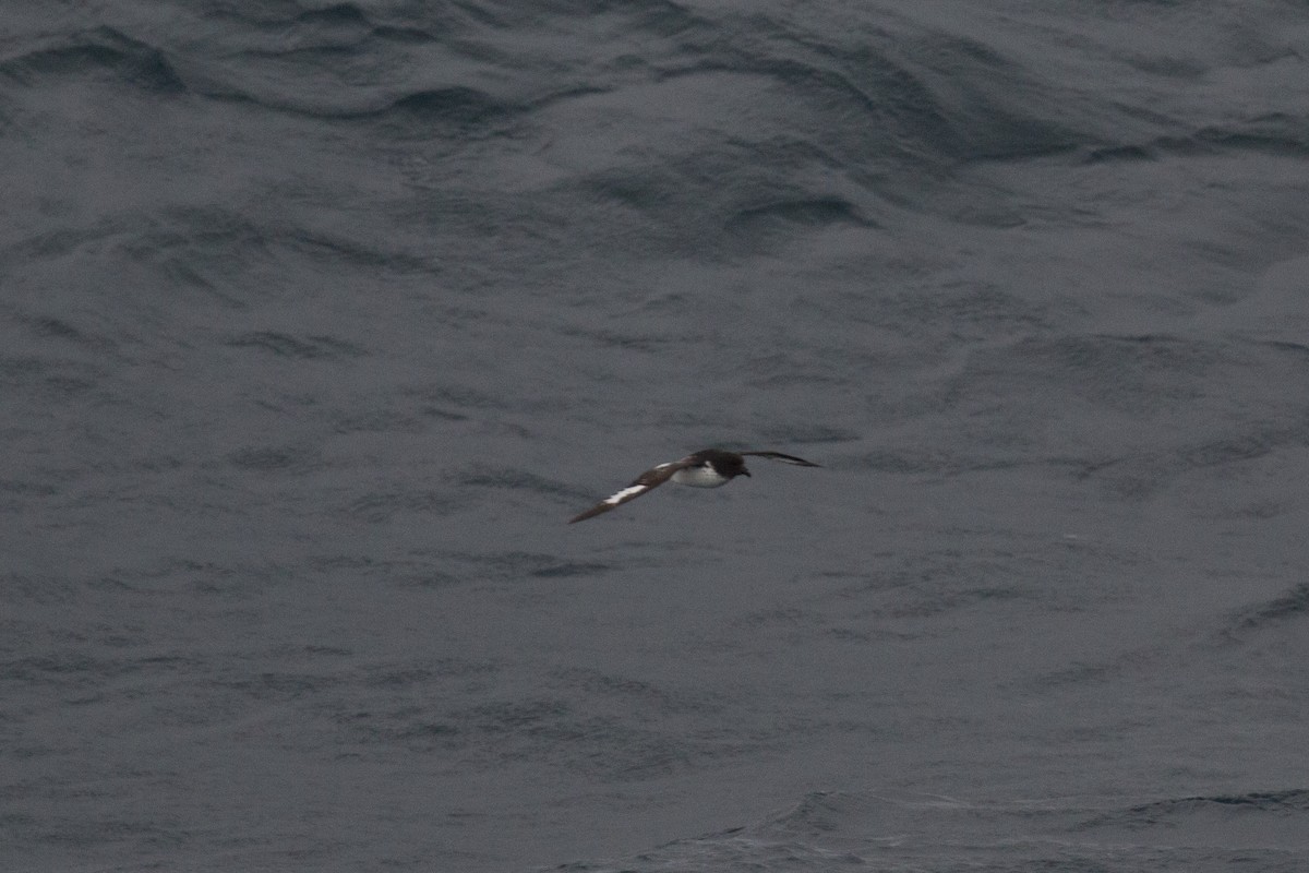 Cape Petrel - ML517955421