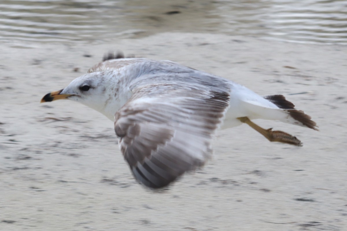 Ring-billed Gull - ML517956281