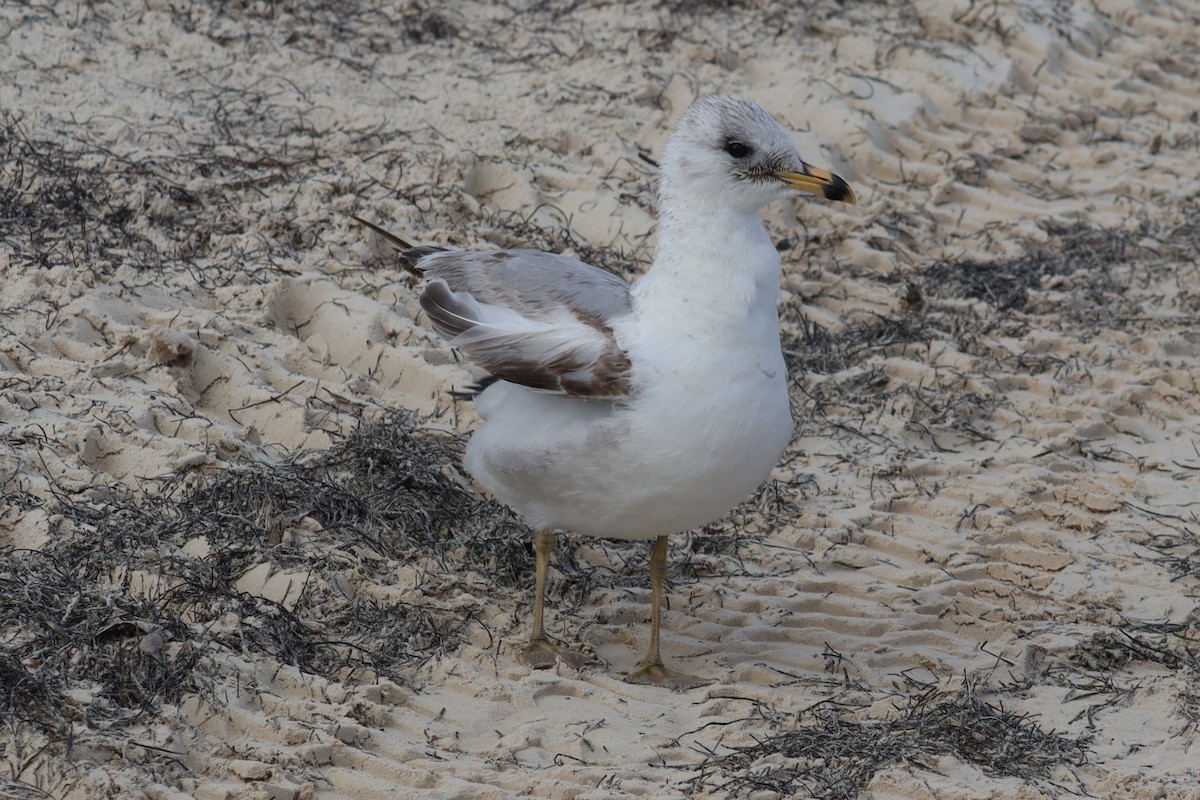 Ring-billed Gull - ML517956291