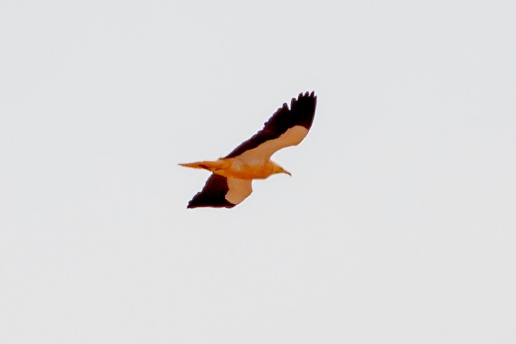Egyptian Vulture - Codrin Bucur