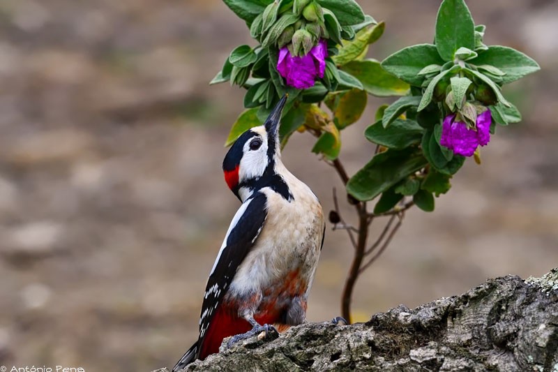 Great Spotted Woodpecker - ML51795691
