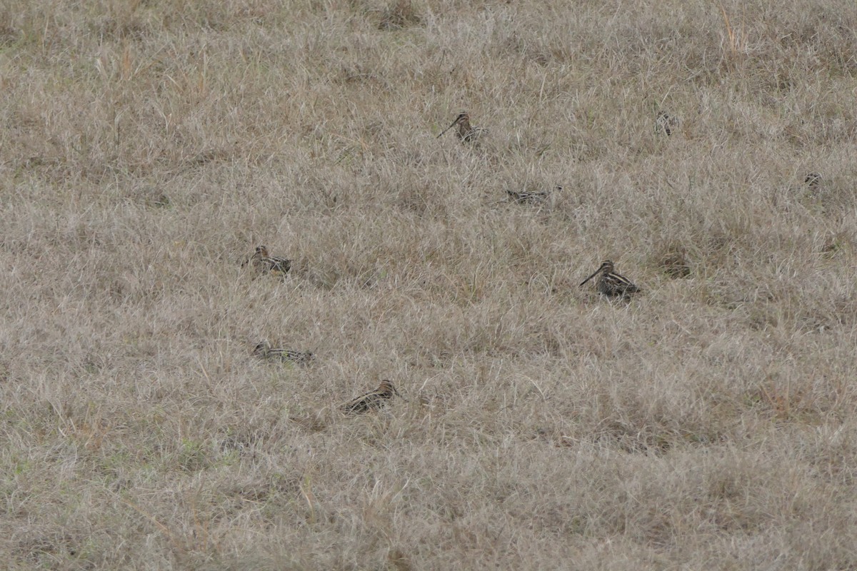 Wilson's Snipe - ML517958031