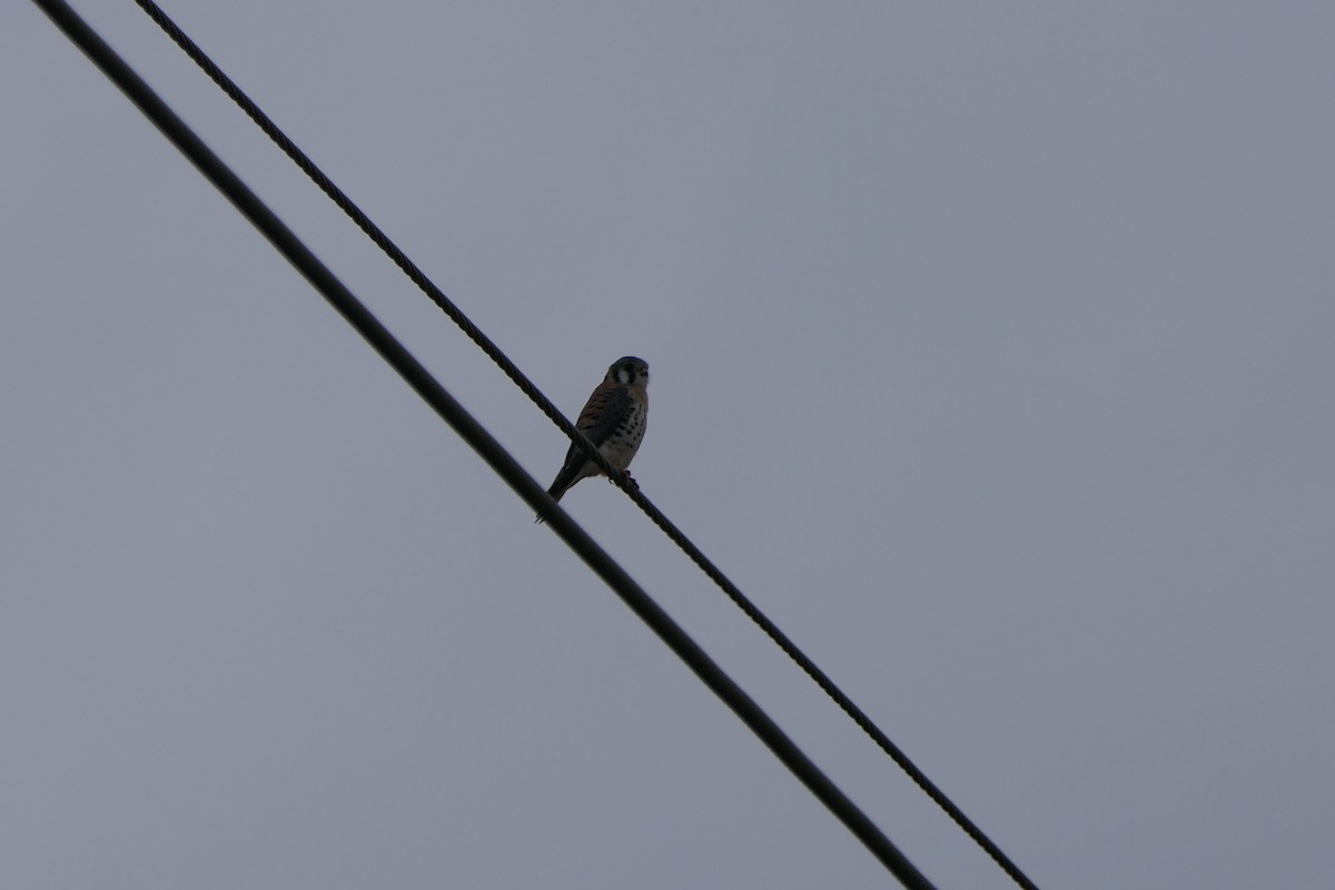 American Kestrel - Mark Brazzil