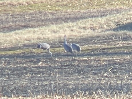 Sandhill Crane - ML517958811