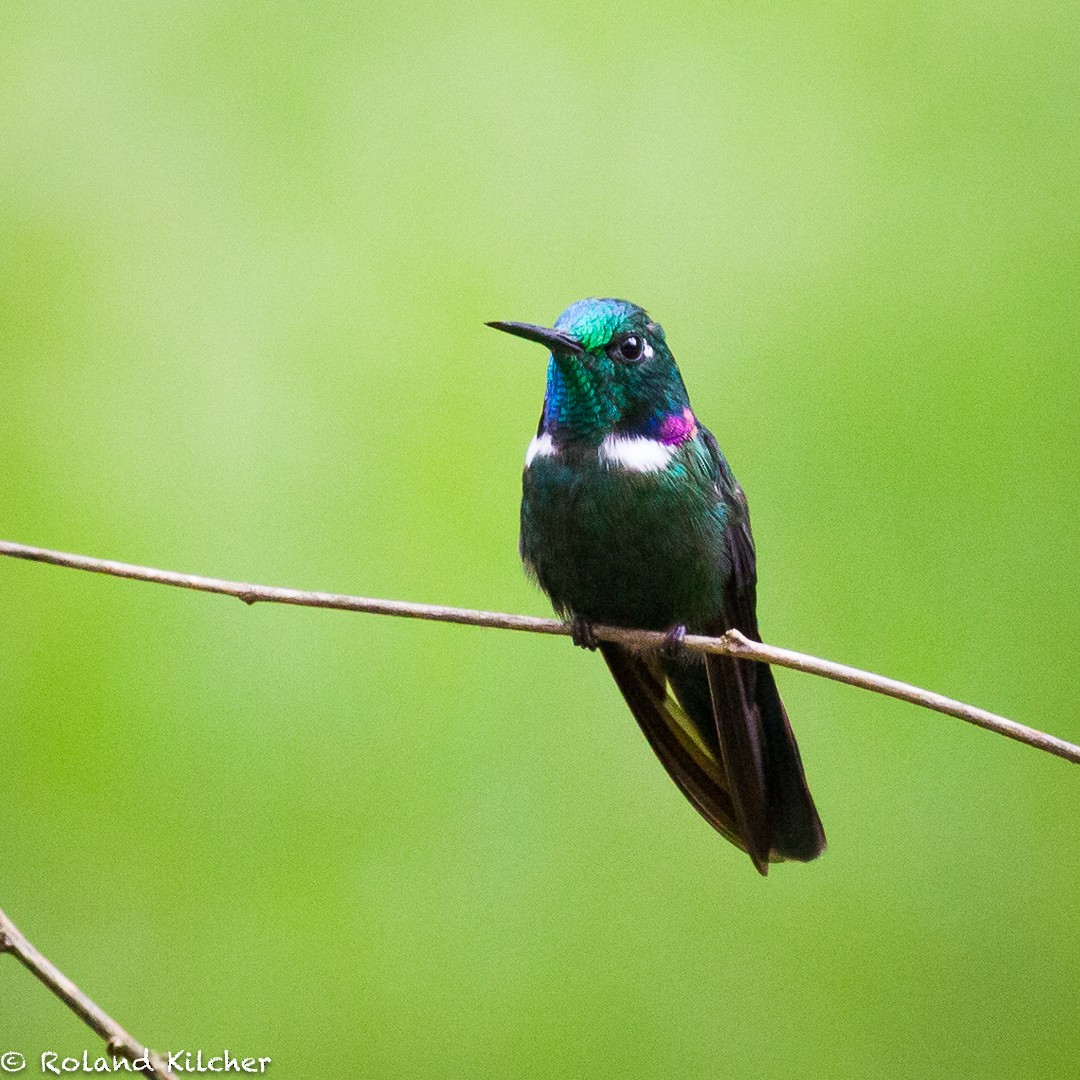 White-throated Daggerbill - ML517960461