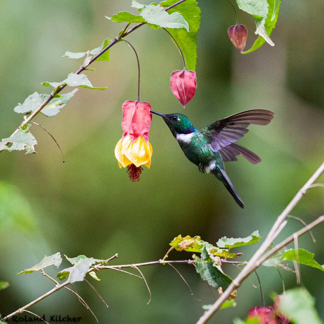 White-throated Daggerbill - ML517960471