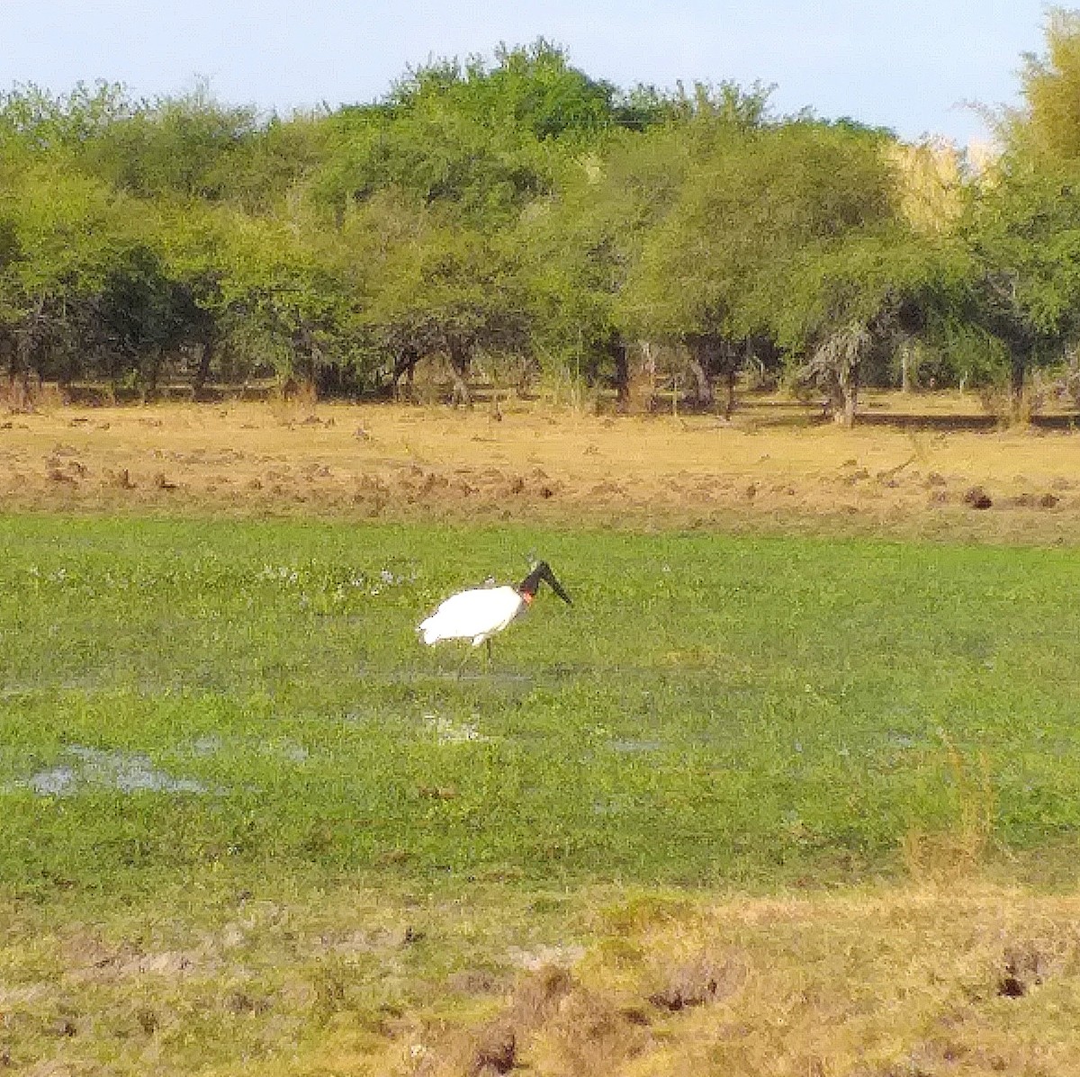 čáp jabiru - ML517961171