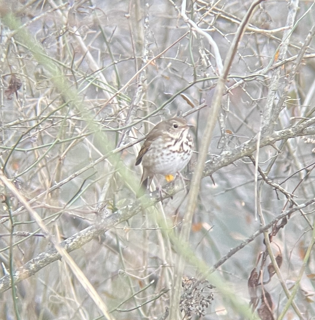 Hermit Thrush - ML517961511