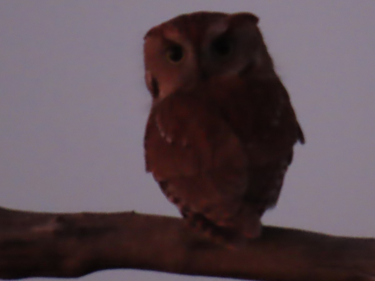 Eastern Screech-Owl - ML517962991