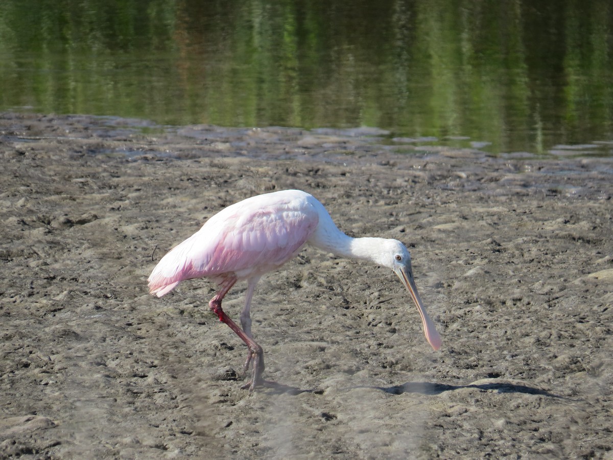 Roseate Spoonbill - ML517963001