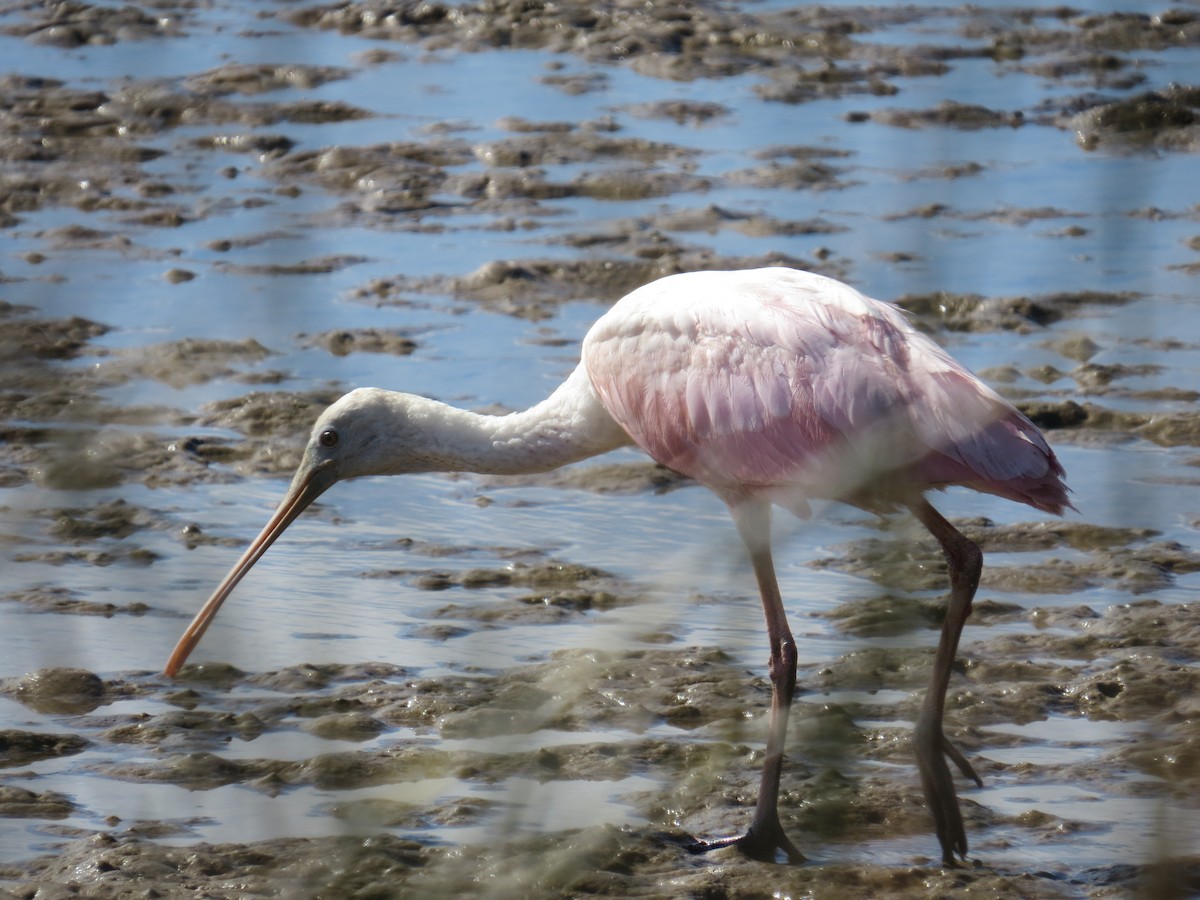 Roseate Spoonbill - ML517963011