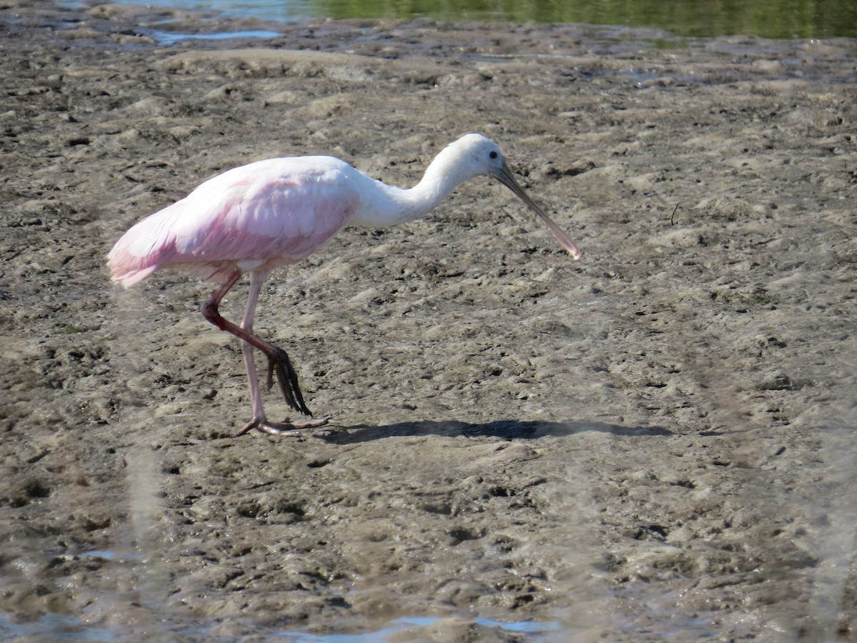 Roseate Spoonbill - ML517963021