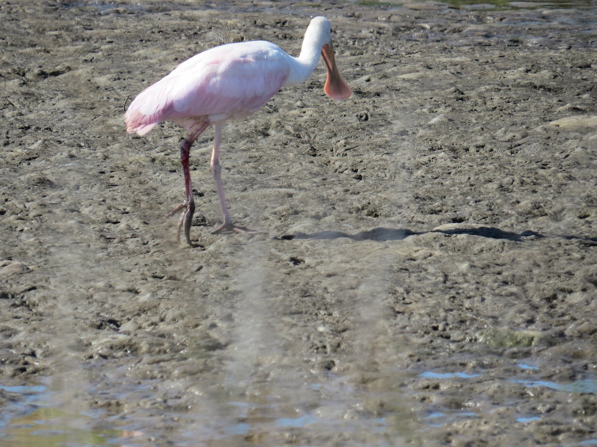 Roseate Spoonbill - ML517963031