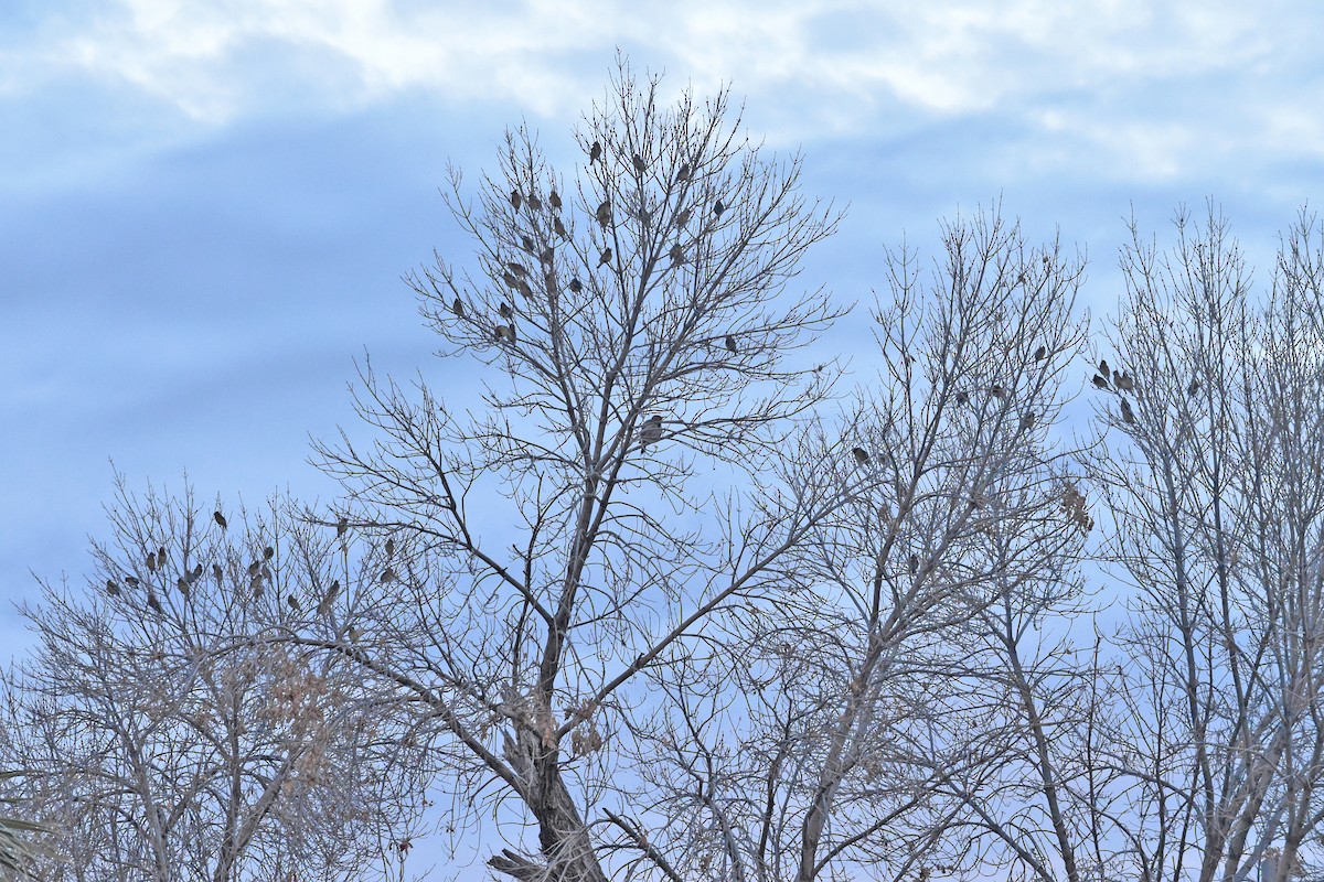 Cedar Waxwing - ML517963591