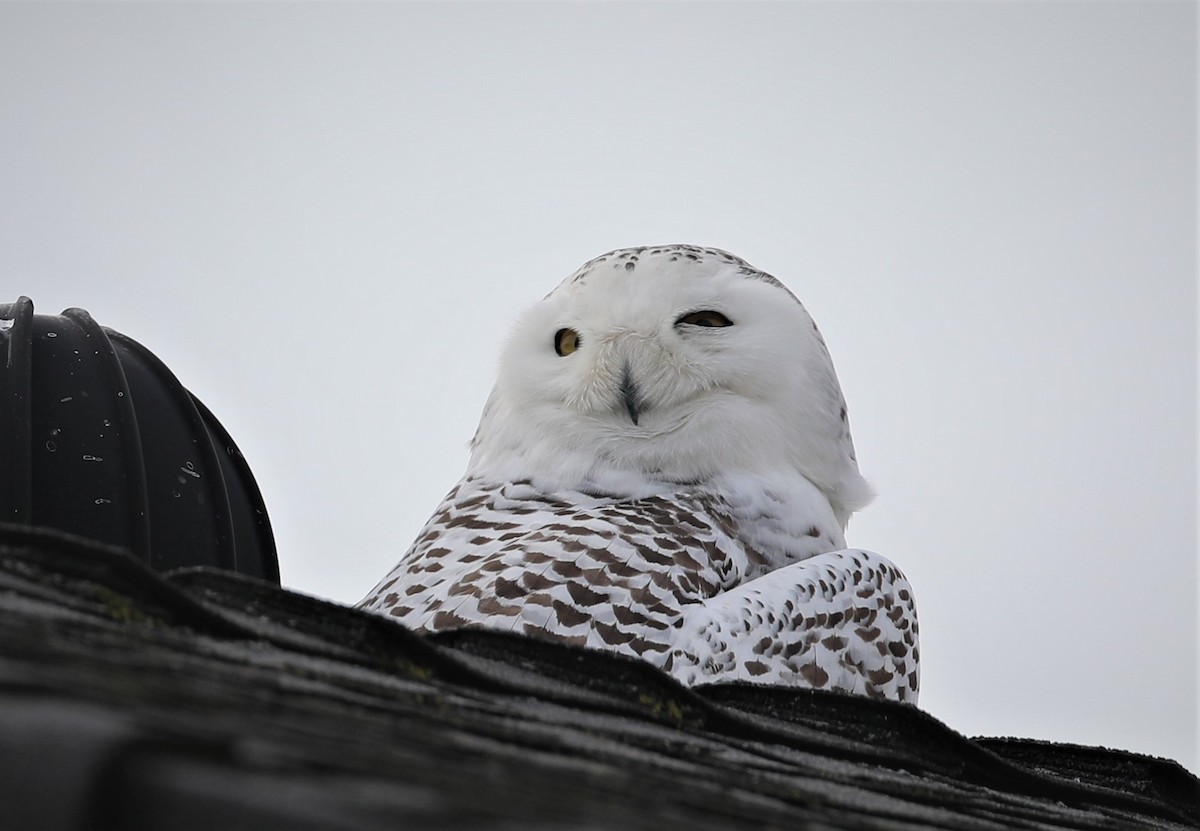 Snowy Owl - Kerry Ross