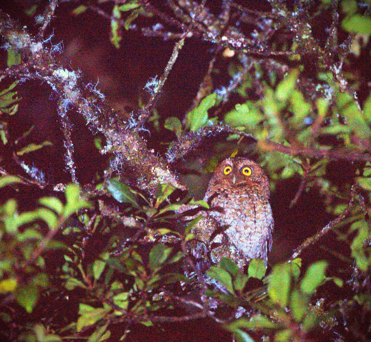 Bare-shanked Screech-Owl - John Ramírez Núñez