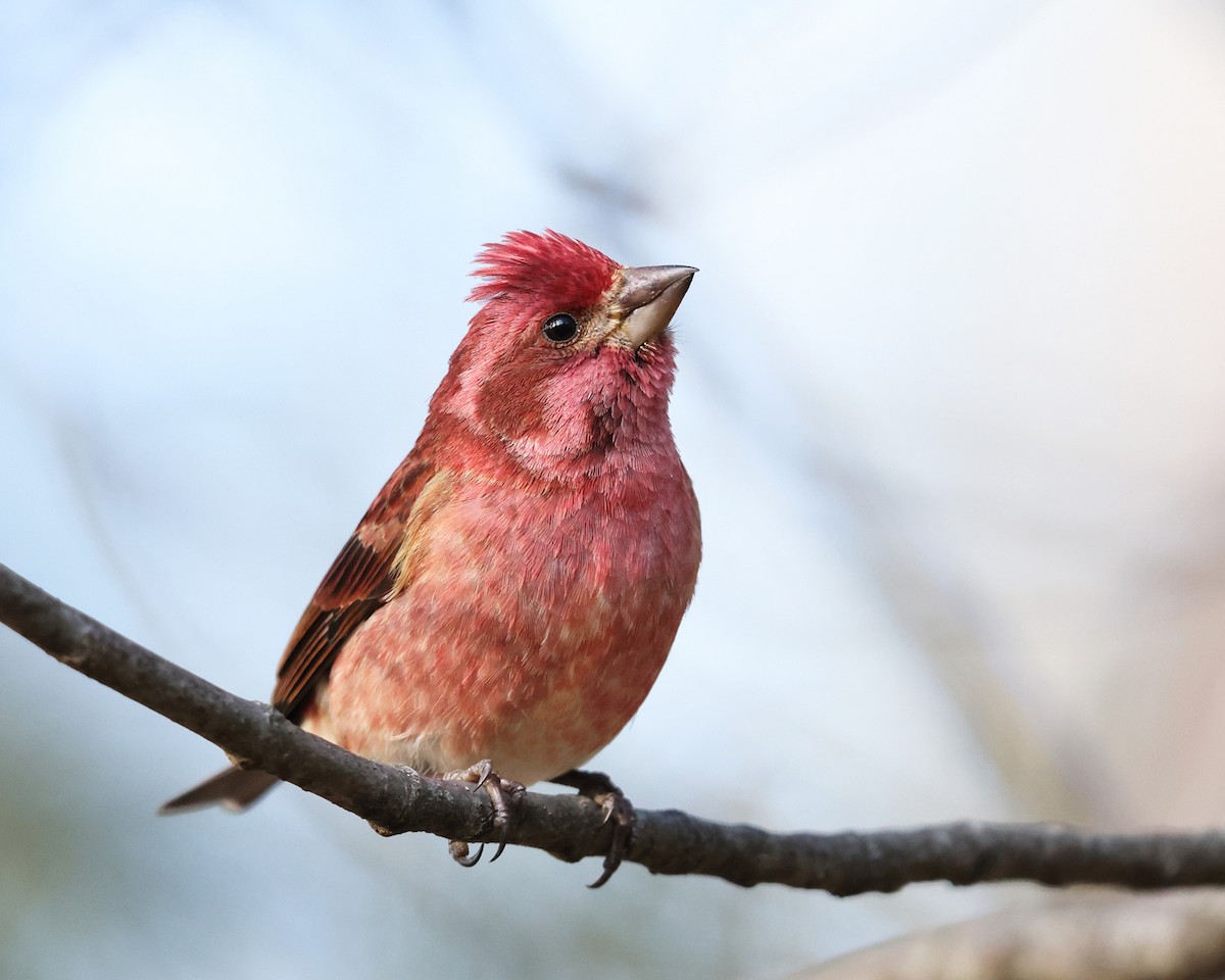 Purple Finch - ML517964251