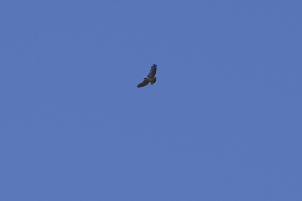 Red-tailed Hawk - ML517964311