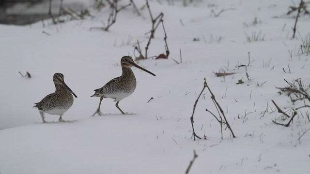 Wilson's Snipe - ML517964891