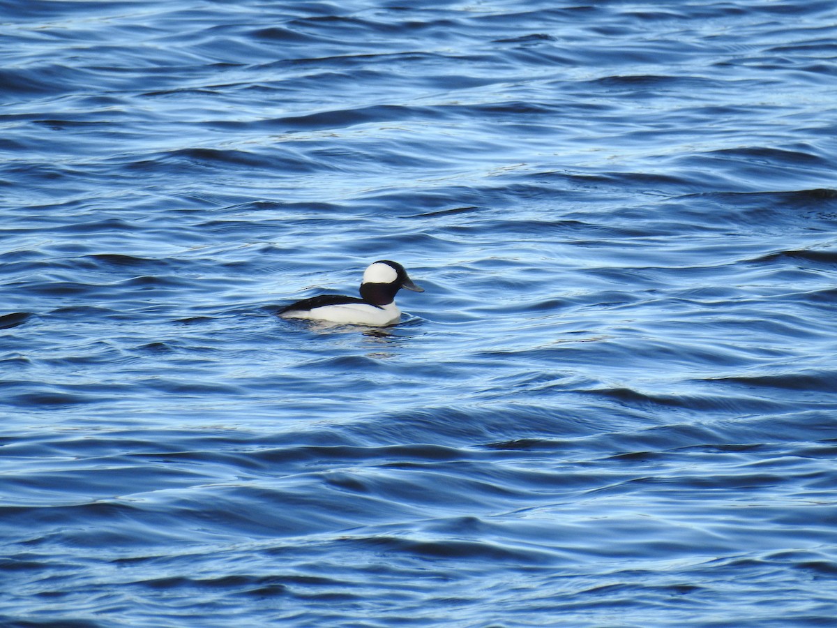 Bufflehead - ML51796571