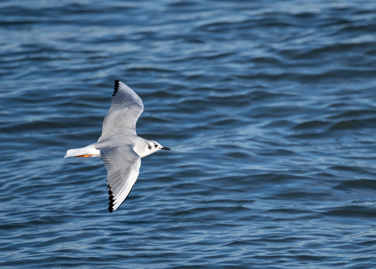 Bonaparte's Gull - ML517967911