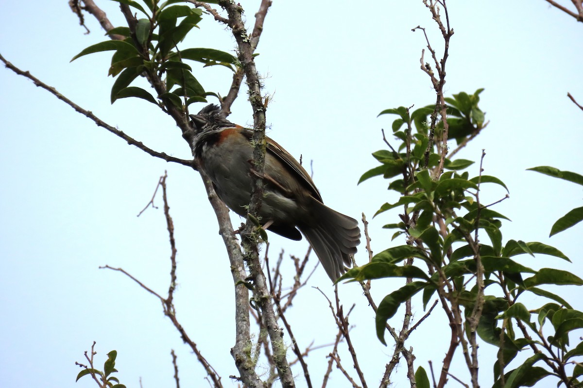 Rufous-collared Sparrow - ML517967961