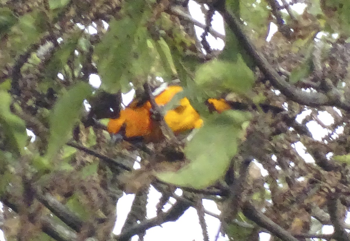 Streak-backed Oriole (Streak-backed) - Nancy Overholtz