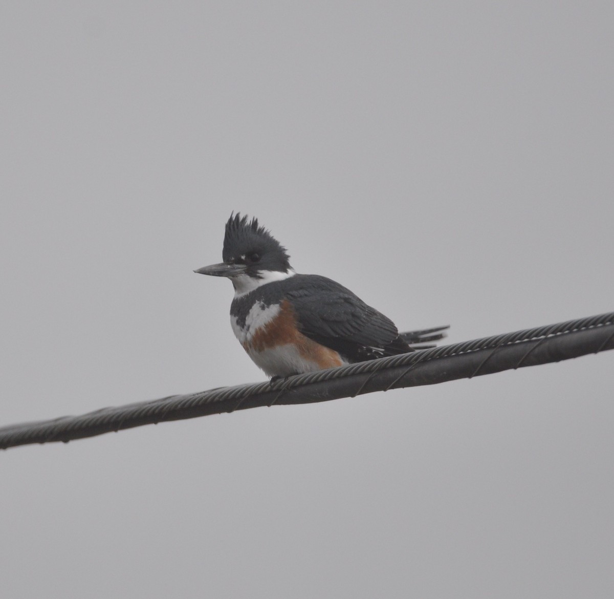 Belted Kingfisher - ML517969141