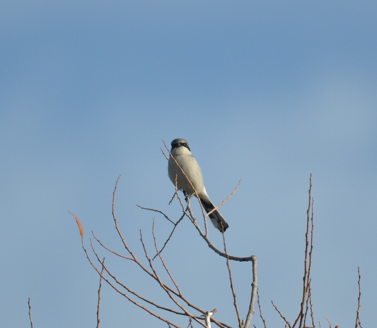 Loggerhead Shrike - ML517969311