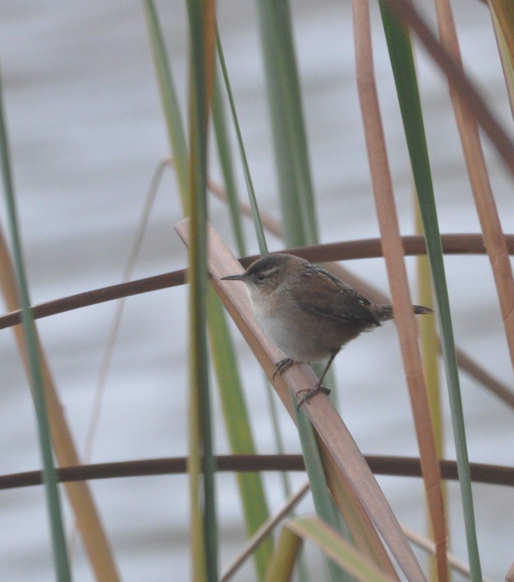 Marsh Wren - ML517969751