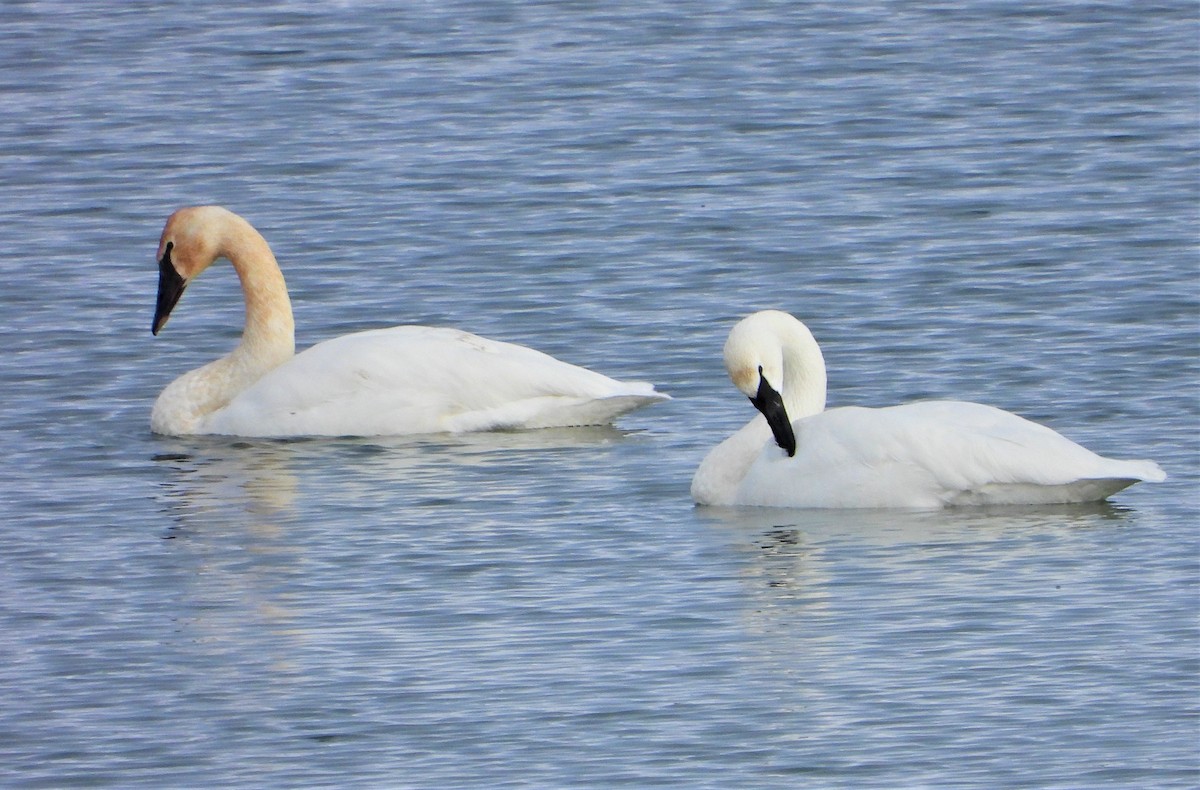 Trumpeter Swan - ML517970501