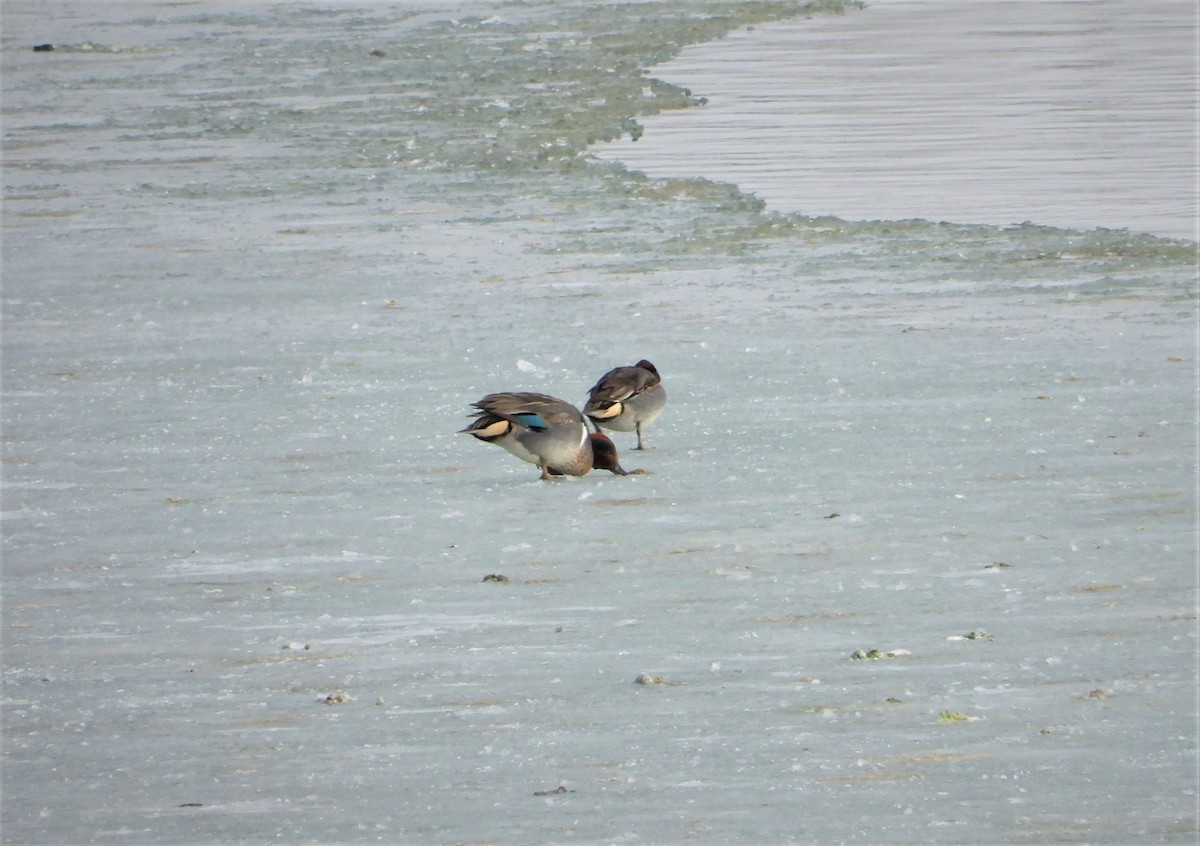 Green-winged Teal - ML517970761