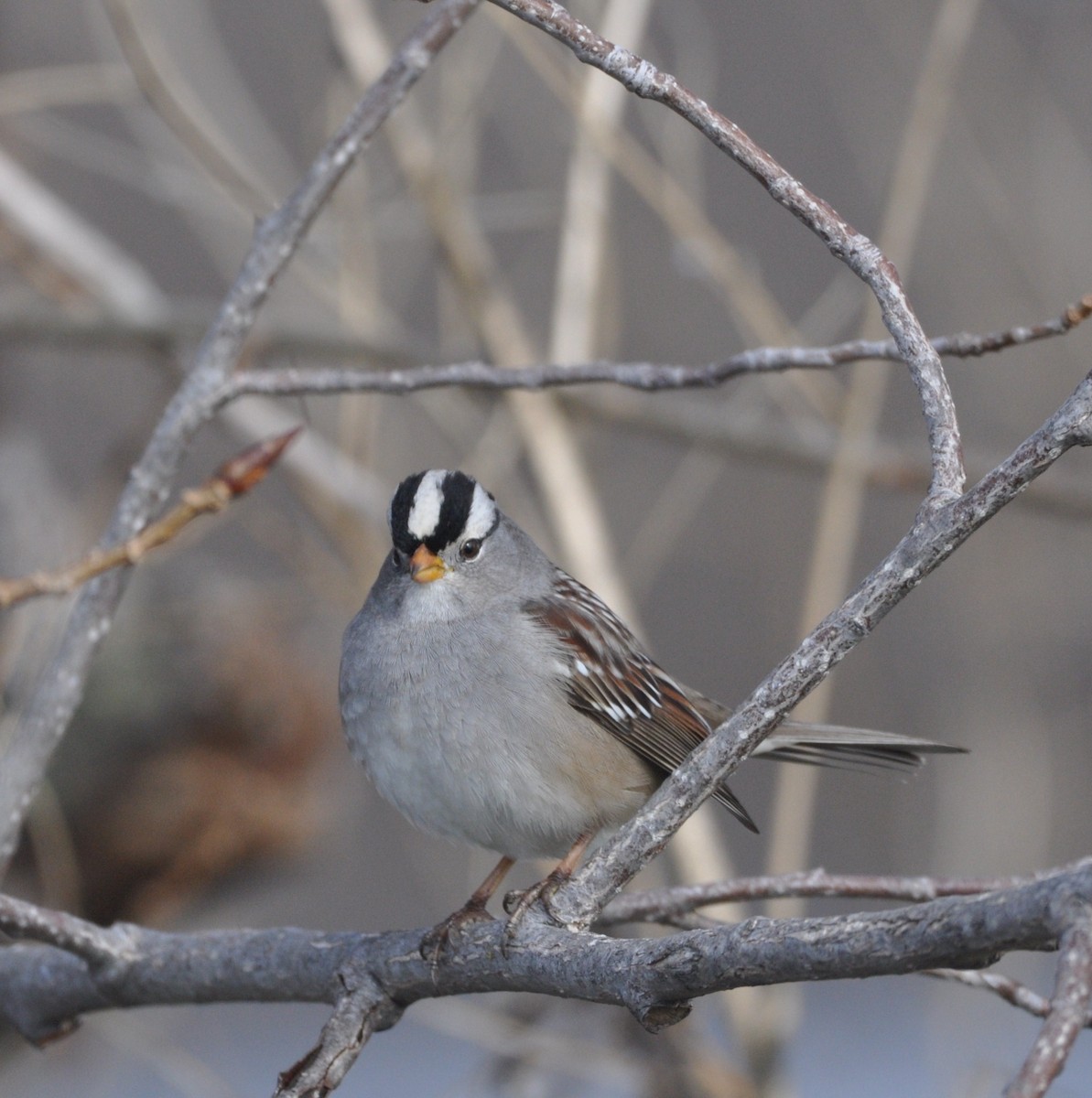White-crowned Sparrow - ML517971001