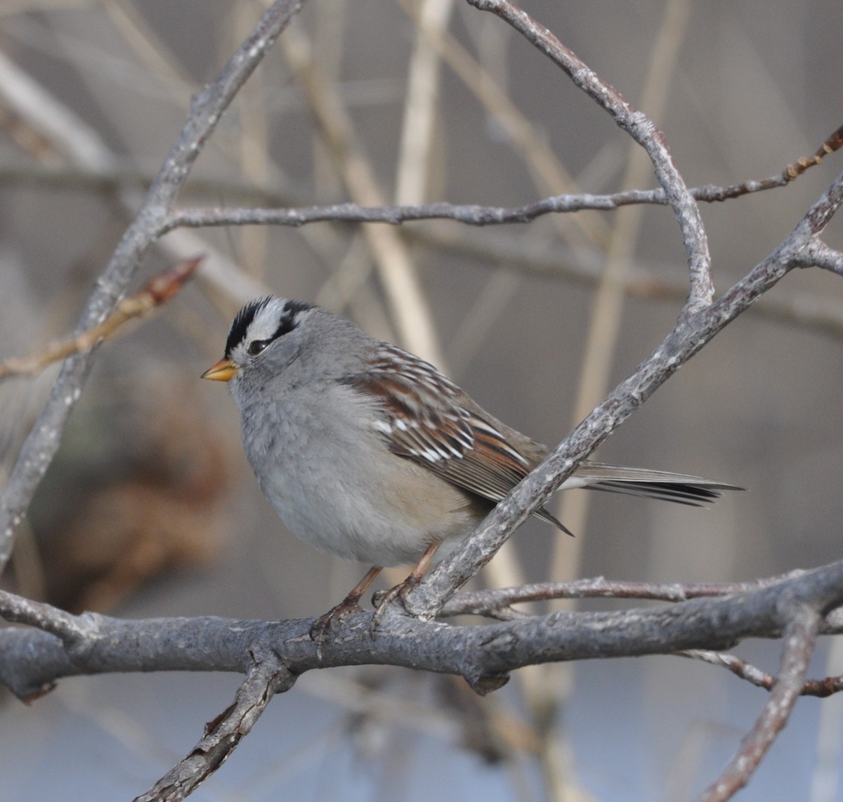 White-crowned Sparrow - ML517971021