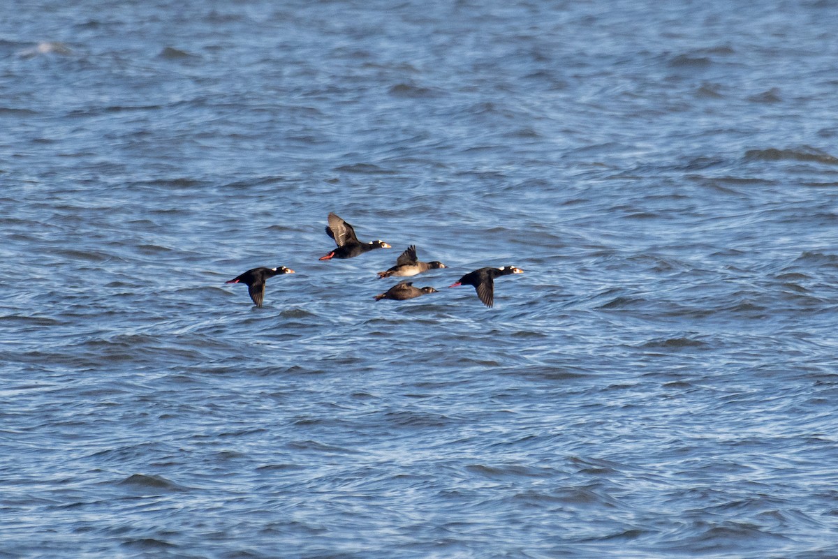 Surf Scoter - ML517971261