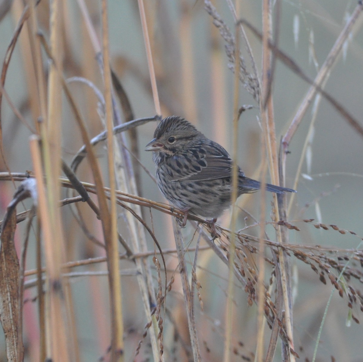 Lincoln's Sparrow - ML517971291