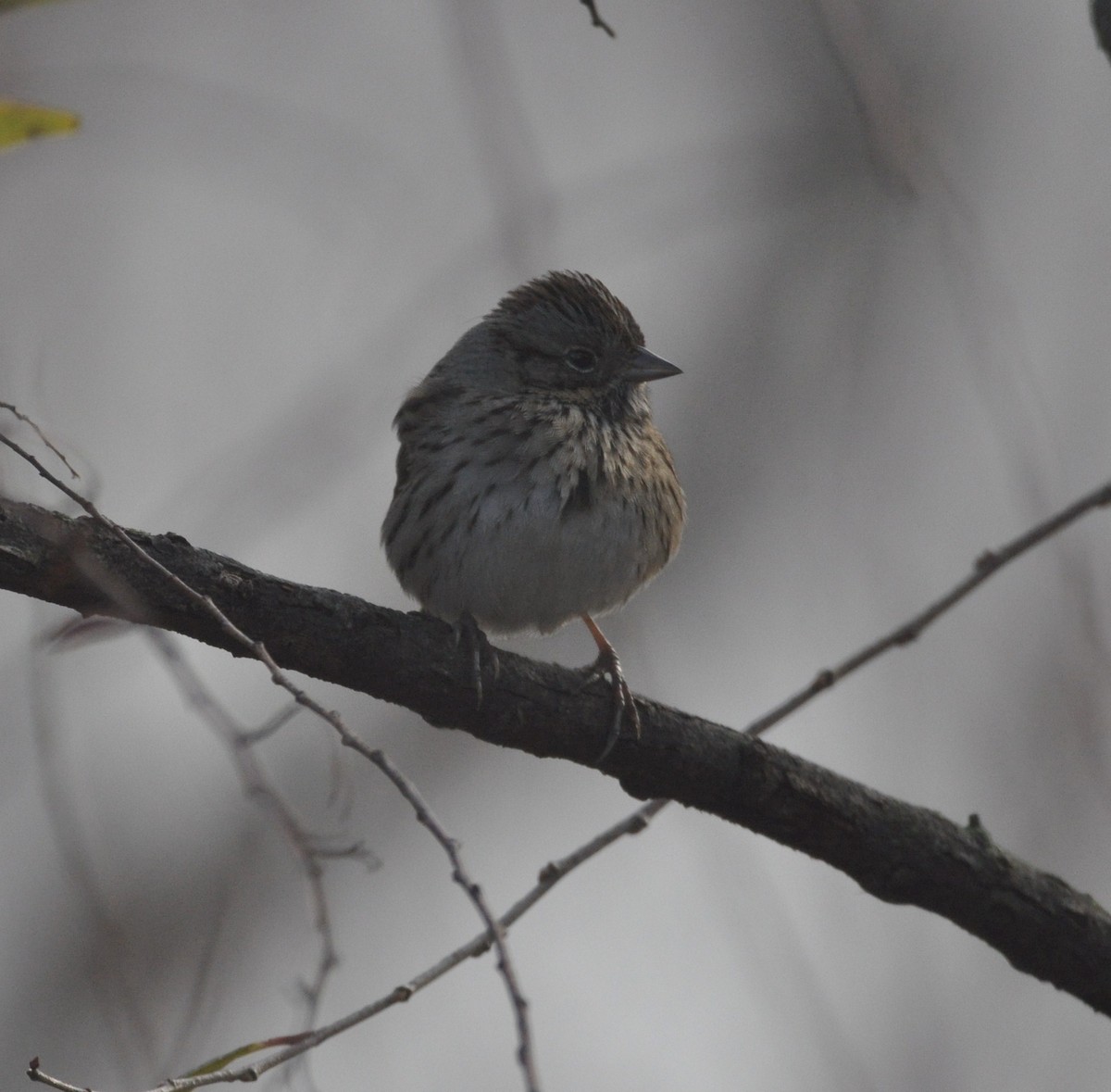 Lincoln's Sparrow - ML517971321