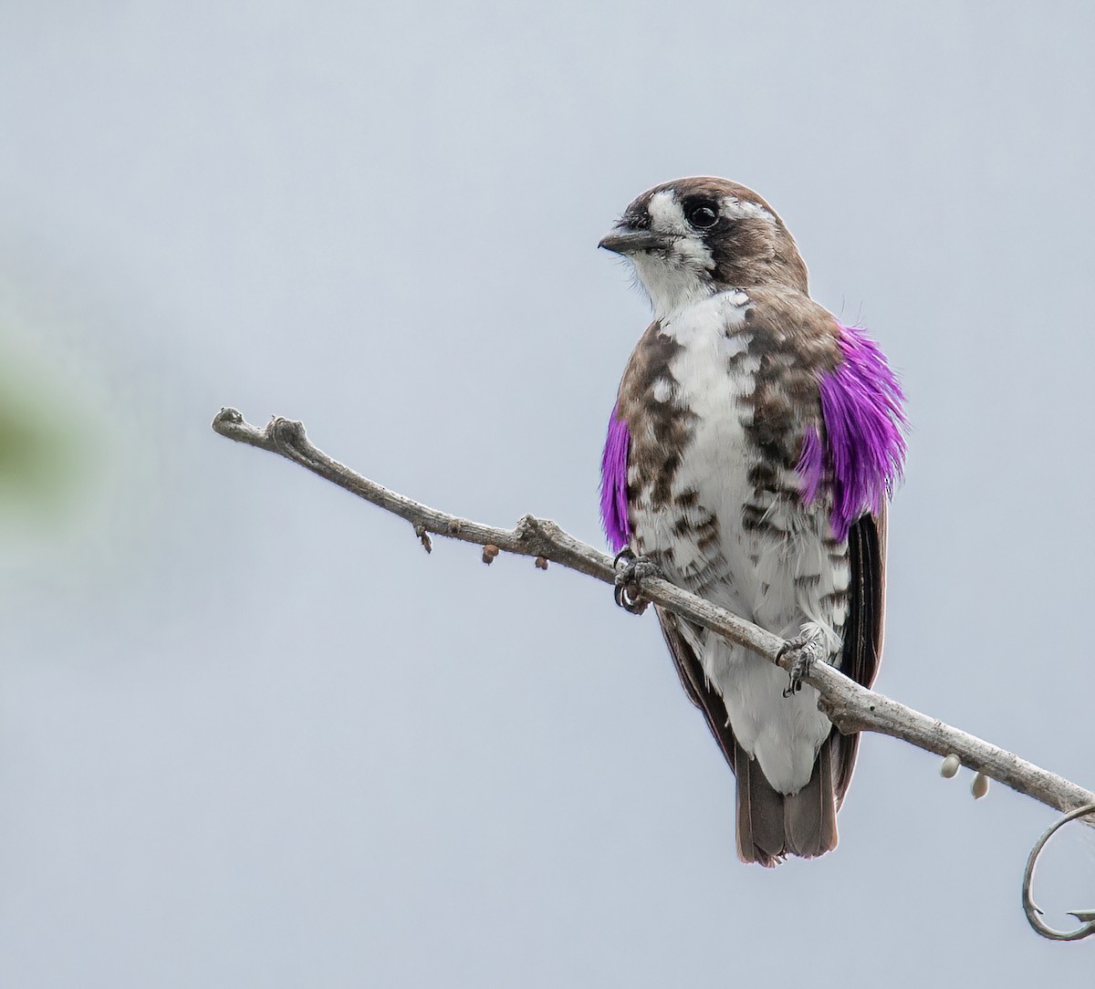 White-browed Purpletuft - ML517971801