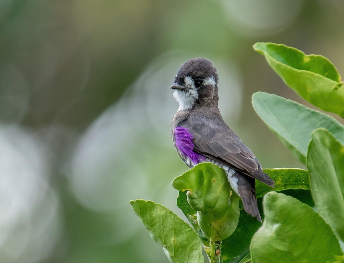 White-browed Purpletuft - ML517971821