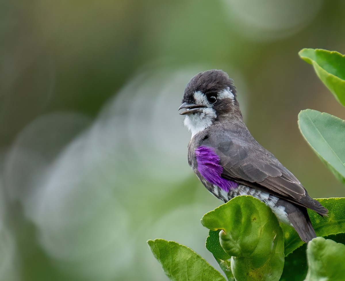 White-browed Purpletuft - ML517971831