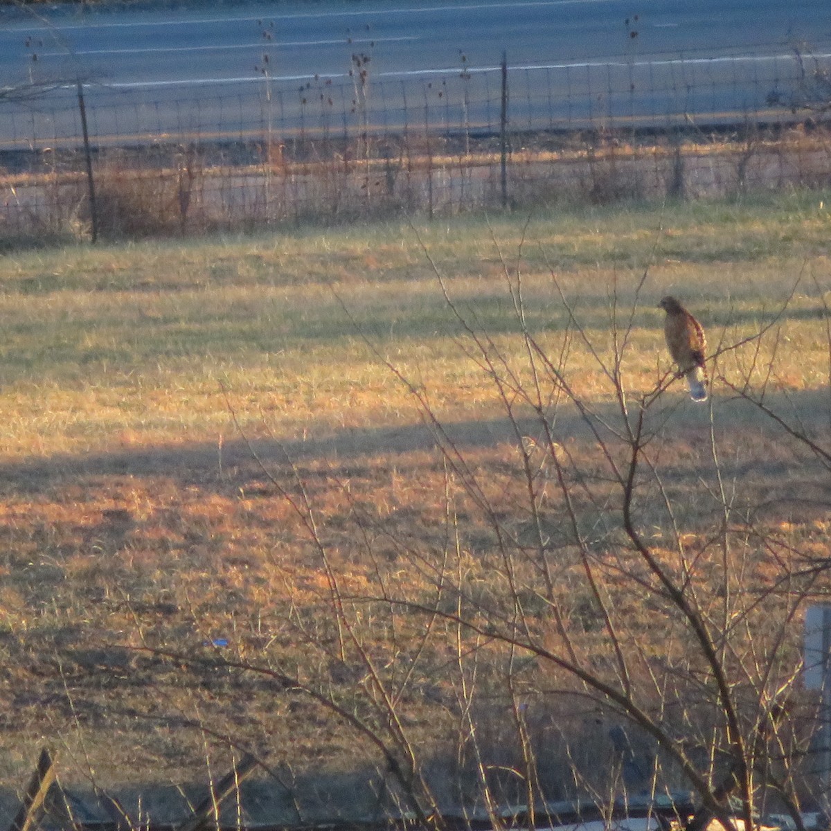 Red-shouldered Hawk - ML517972291