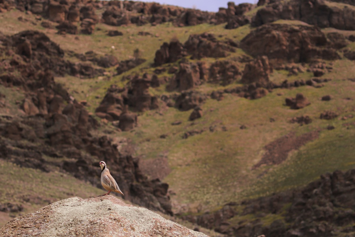 Chukar - William Hearn