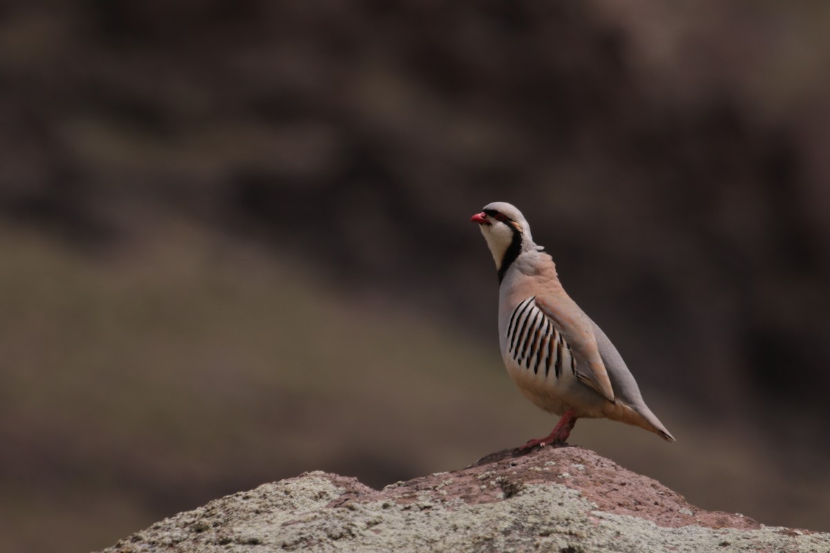 Chukar - ML517974351